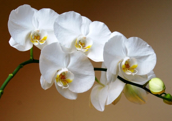 Как размножить орхидею Фаленопсис в домашних условиях? Все способы!
