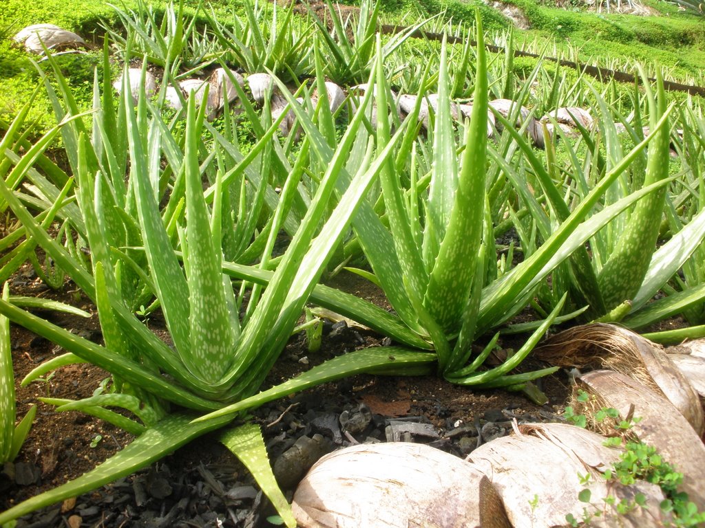 http://cushfood.com/wp-content/uploads/2014/07/Aloe-Vera-Plant.jpg