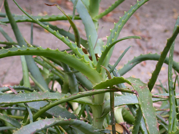 http://www.kwiat-kaktus.eu/wp-content/uploads/2012/03/Aloe-arborescens-2.jpg
