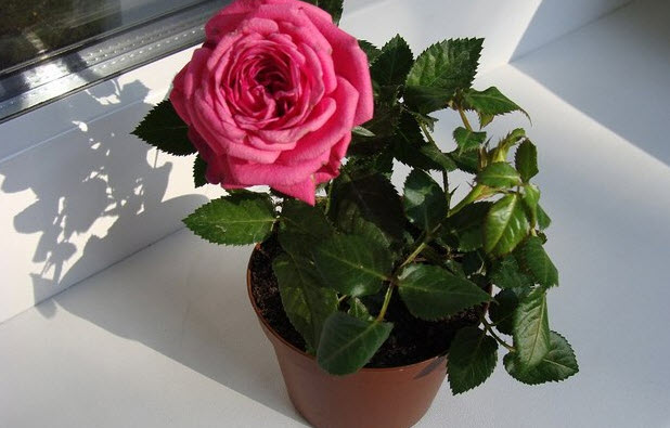 Как вырастить комнатную розу в домашних условиях