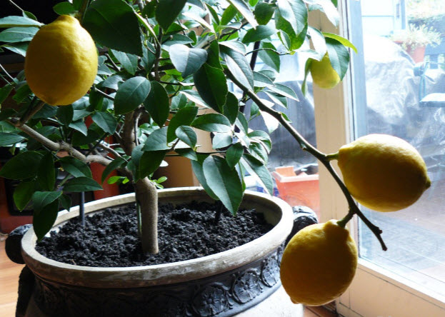 Как выращивать лимон в домашних условиях из саженца?