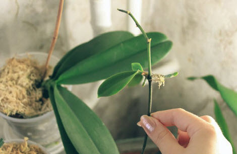 Способы размножение орхидеи